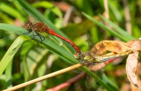 1408 darters