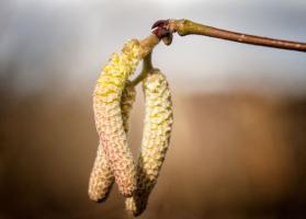 1403 catkins4