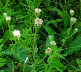 1508 Fleabane blue 4