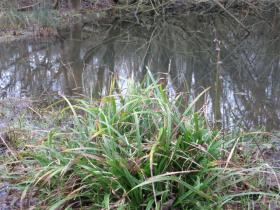 1501 false fox sedge by pond