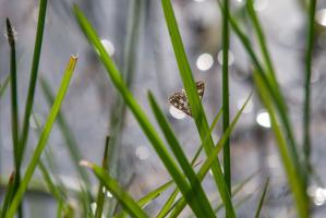1405 day flying moth