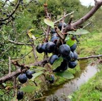 1309 Blackthorn sloes