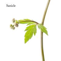 1405 sanicle