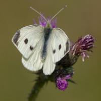 1508 large white