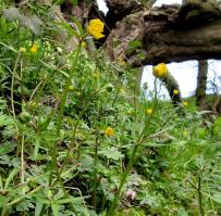 1604 Goldilocks buttercup 2