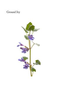 1604 ground ivy april