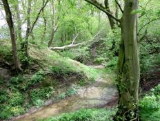 1505 The Gorge