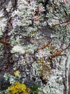 OG lichens on a young oak