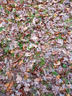 OG oak leaves carpet the entrance