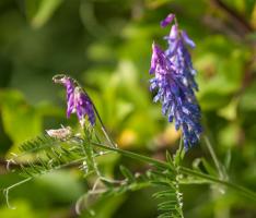 1408 tufted vetch