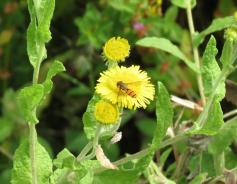 1508 hoverfly