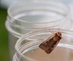 1409 flame shoulder moth