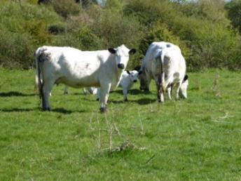 cowscalf P1000722