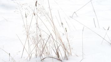 1512 grasses2