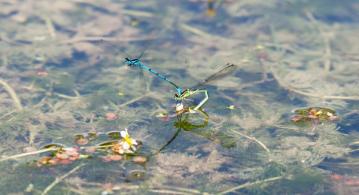 1405 ovipositing