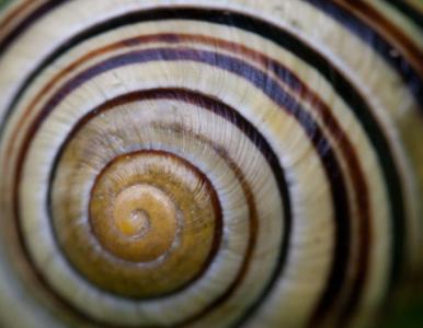 1604 cepaea hortensis