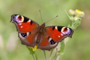 1307 peacock on common fleabane