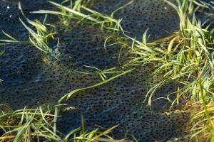 1403 frogspawn1