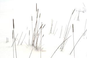 1512 grasses3