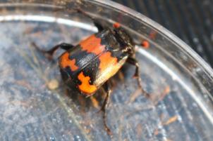 1408 Burying Beetle
