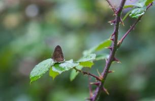 1508 ringlet