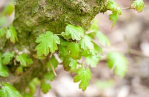 1405 field maple