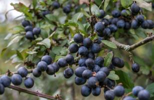 1408 purple bullace