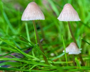 1511 fungi