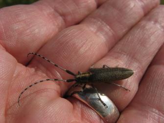 Bowdrey agapanthia villosovirescens longhorn beetle