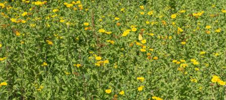 1408 sea of fleabane