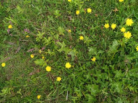 Hawkbit