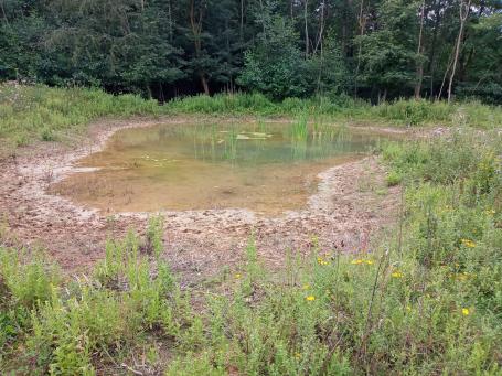 New pond