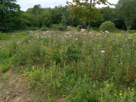 Seeding thistles