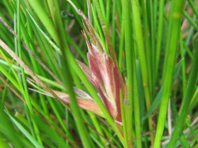 Bowdrey livia juncorum gall of a psyllid on juncus rush