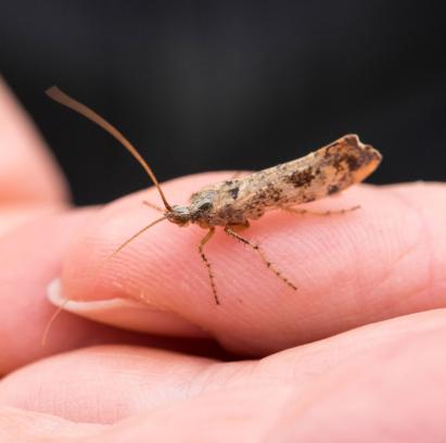 1604 caddis fly
