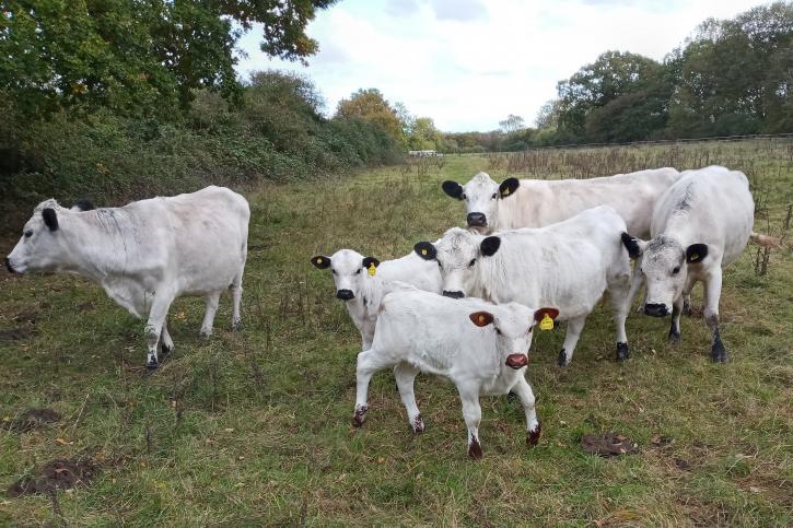 201026 part of herd on 15 Oct 2020 154432