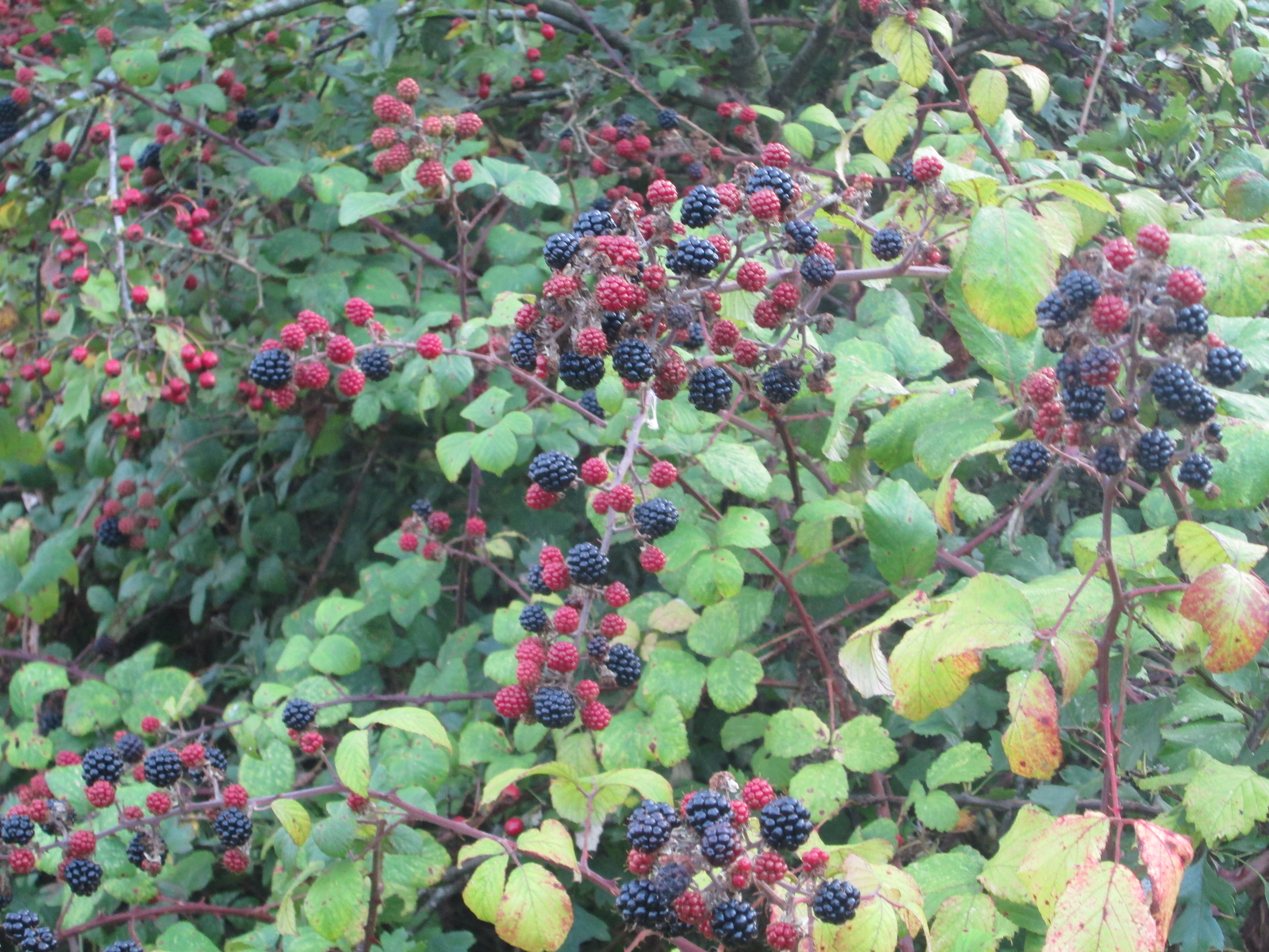 Fromus Valley Open Day