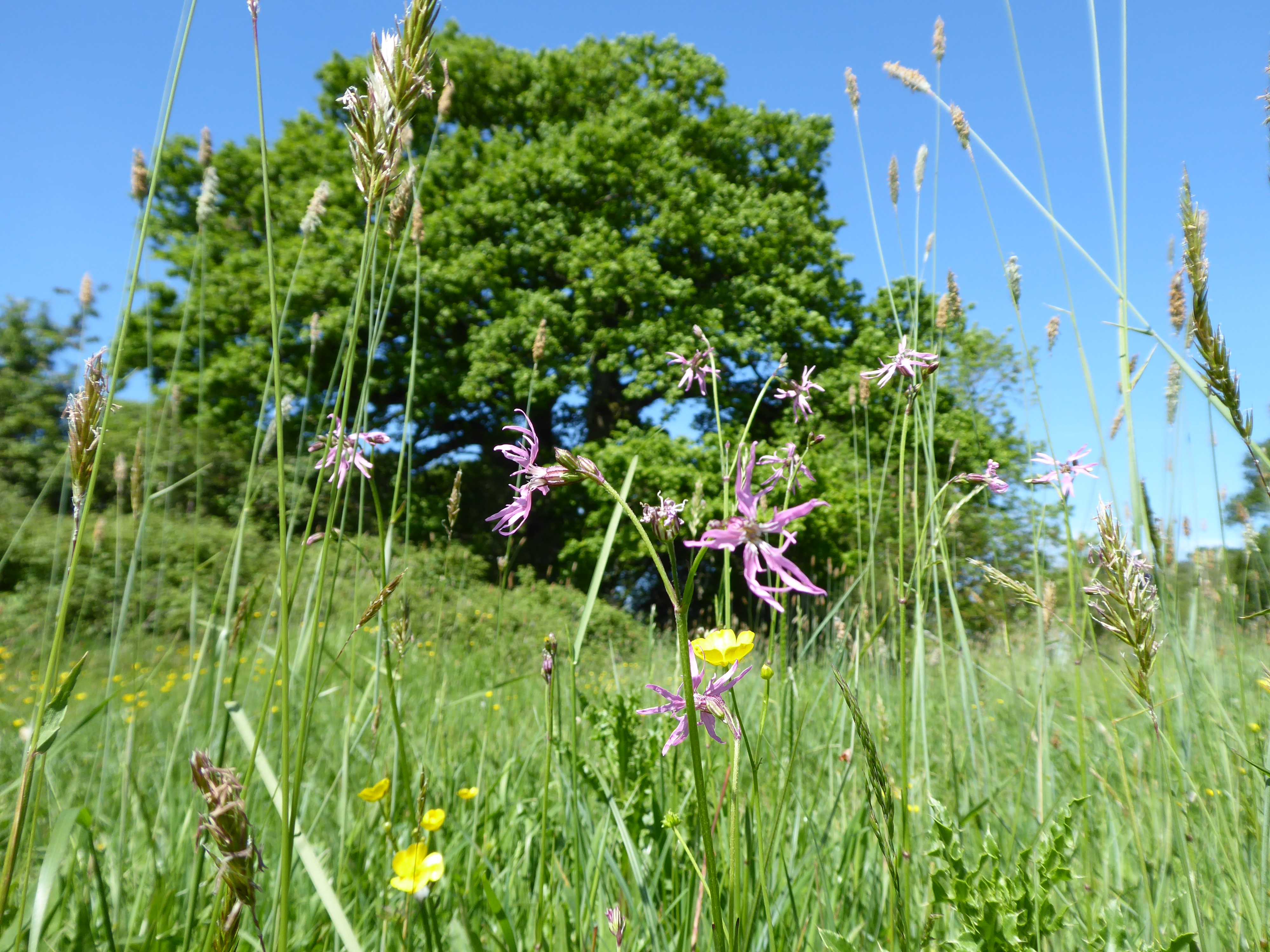 Fromus Valley Open Day: landscape history