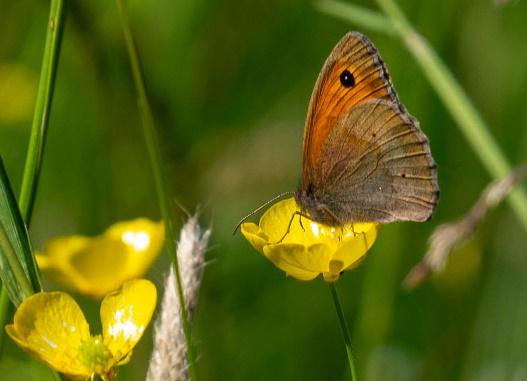 Fromus Valley butterflies