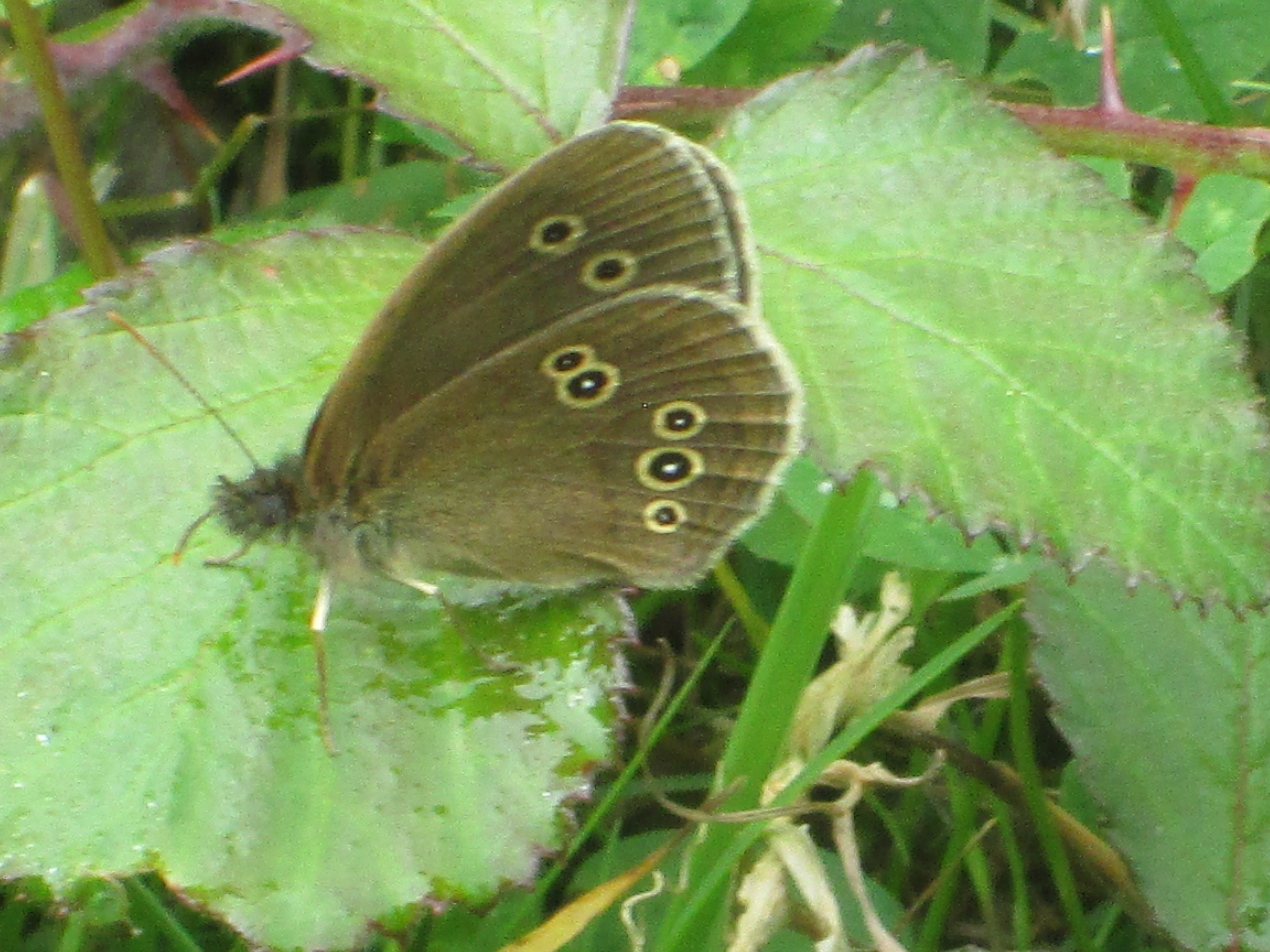 Orchid Glade butterflies