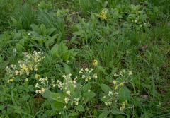 false oxlip parent plants