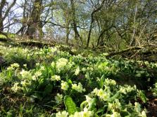Primroses on the dam