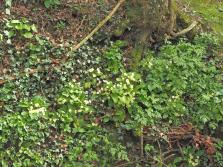 bank of primroses