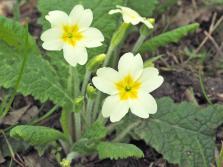 primroses in april