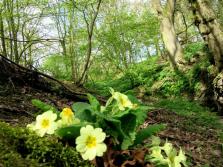 primroses in gorge