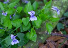 common dog violet