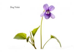 dog violet