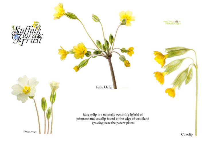 myn primrose falseoxlip cowslip