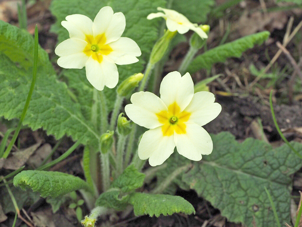 Spring Flora at Fromus Valley