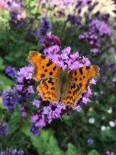 2107 comma butterfly IMG 3255
